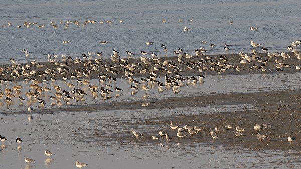 검은머리물떼새